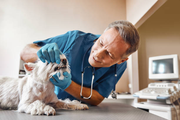 Best 24-Hour Emergency Dental Care in Westmont, CA